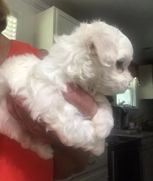 cuccioli di maltese