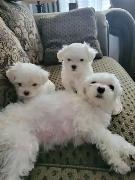 cuccioli di maltese!!!