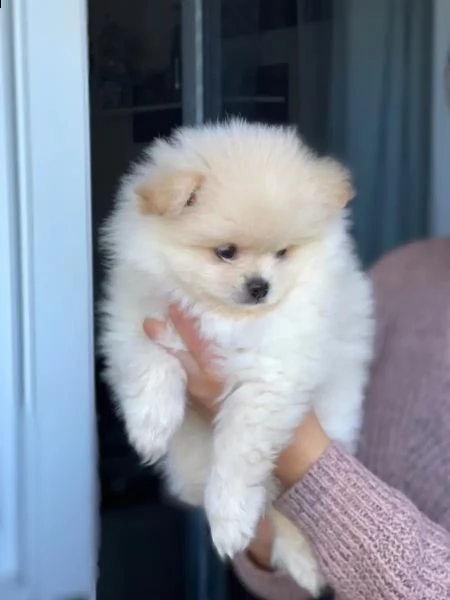 cuccioli di pomerania | Foto 4