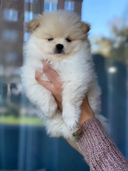 cuccioli di pomerania | Foto 2