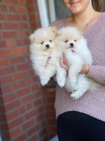 cuccioli di pomerania | Foto 0