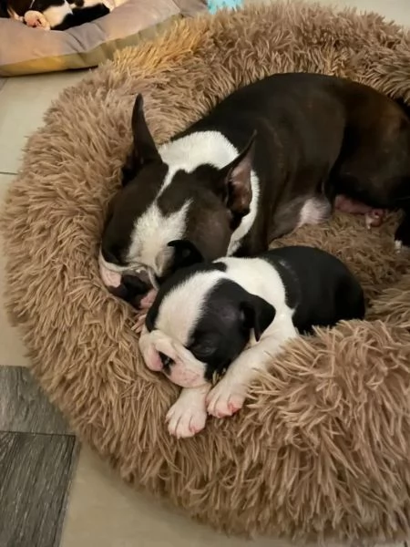 boston terrier dal cercare le loro case per sempre | Foto 0