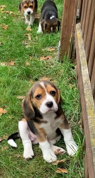 i cuccioli di beagle cercano una casa amorevole | Foto 6