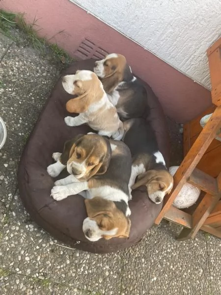 i cuccioli di beagle cercano una casa amorevole | Foto 5