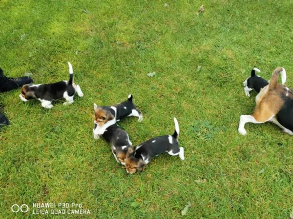 i cuccioli di beagle cercano una casa amorevole | Foto 3