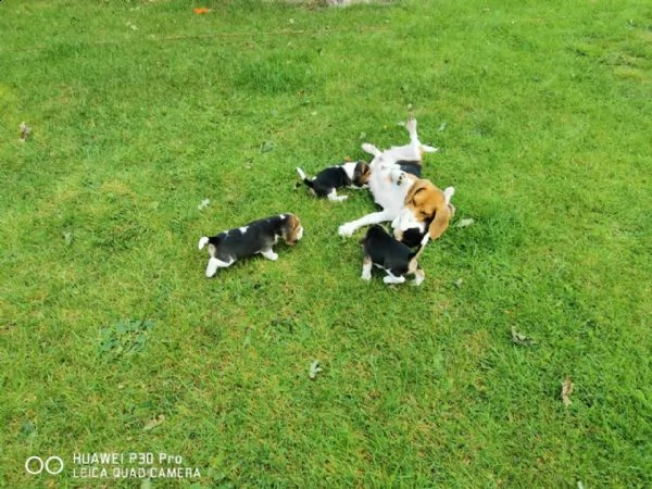 i cuccioli di beagle cercano una casa amorevole