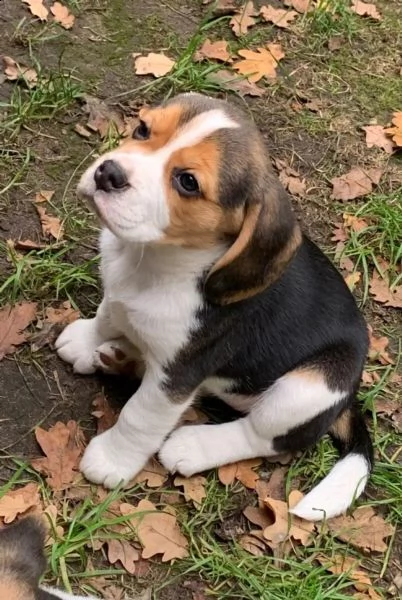 i cuccioli di beagle cercano una casa amorevole | Foto 1