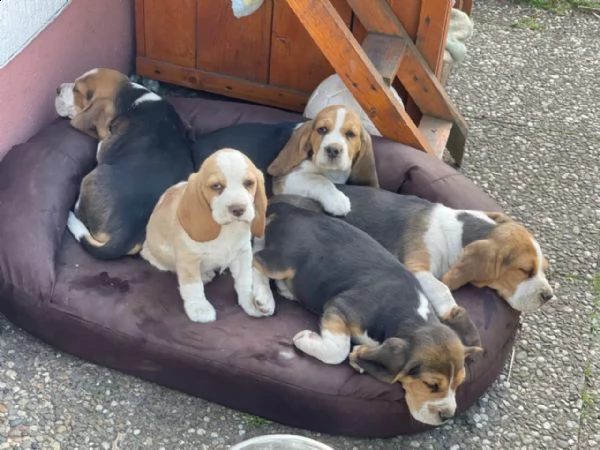 i cuccioli di beagle cercano una casa amorevole | Foto 0