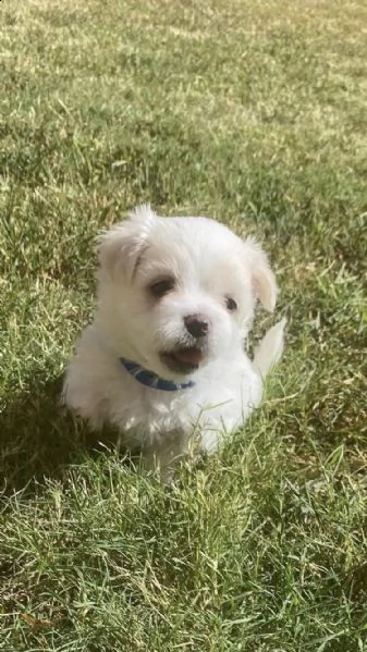 bianchissimi cucciolini maltese