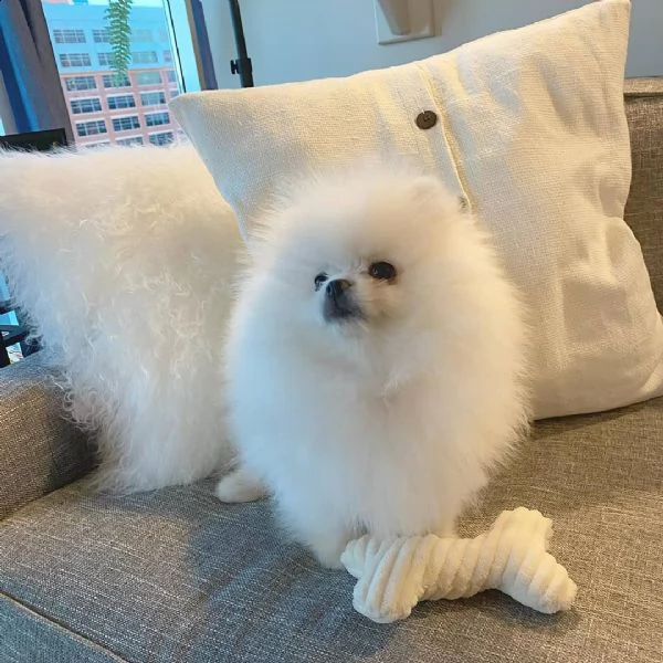 disponibili cuccioli di pomerania bianco (+34631716322)