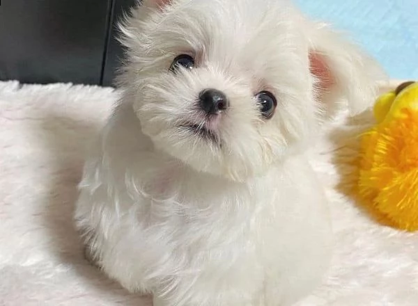 cuccioli di maltese!!! | Foto 0