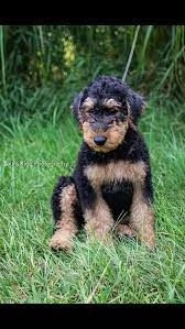 regalo cuccioli dolce e bella airedale terrier stiamo dando questi nostri cuccioli sani maschi e fem