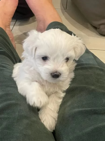 tre piccoli orsetti maltesi cercano una nuova casa | Foto 3