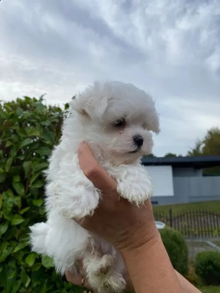 tre piccoli orsetti maltesi cercano una nuova casa | Foto 1