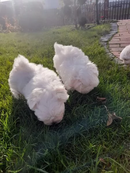 tre piccoli orsetti maltesi cercano una nuova casa | Foto 0