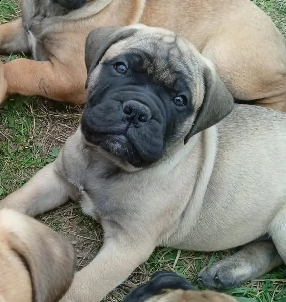 bullmastiff maschi e femmine, ottimo tipo