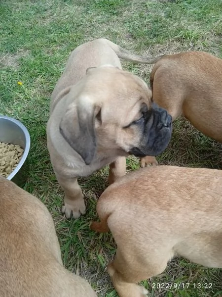 bullmastiff maschi e femmine, ottimo tipo | Foto 2