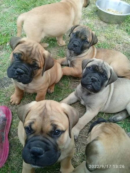 bullmastiff maschi e femmine, ottimo tipo | Foto 1