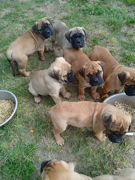 bullmastiff maschi e femmine, ottimo tipo | Foto 0