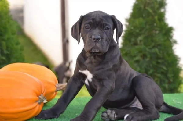 cuccioli di cane corso da stirpi campioni