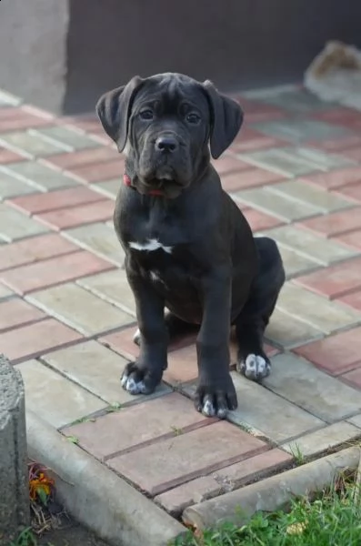 cuccioli di cane corso da stirpi campioni | Foto 6