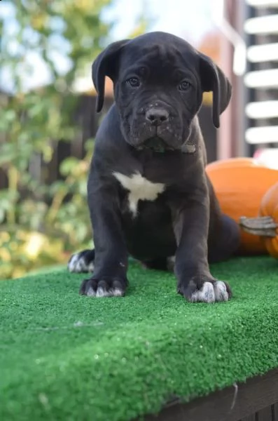 cuccioli di cane corso da stirpi campioni | Foto 5