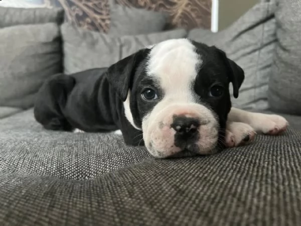 cuccioli di cane corso da stirpi campioni | Foto 4