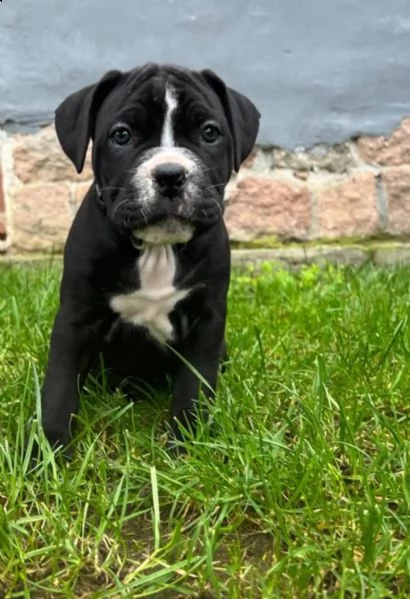 cuccioli di cane corso da stirpi campioni | Foto 3