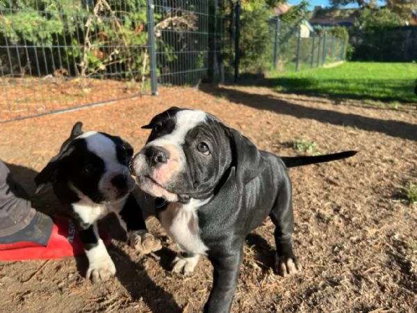 cuccioli di cane corso da stirpi campioni | Foto 2