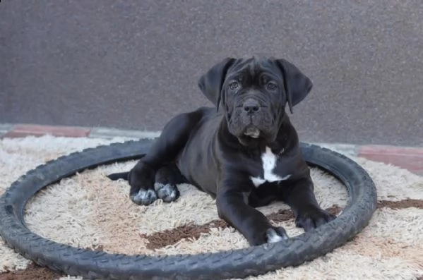 cuccioli di cane corso da stirpi campioni | Foto 1