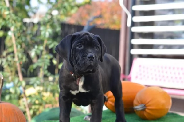 cuccioli di cane corso da stirpi campioni | Foto 0