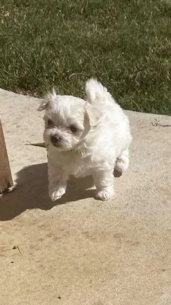 bianchissimi cucciolini maltese | Foto 0