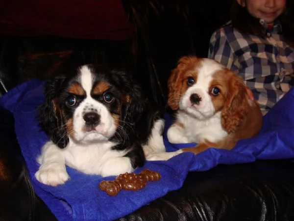 Cavalier king charles spaniel