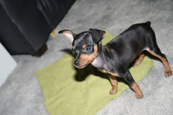 Bellissimo Cucciolo di Pinscher