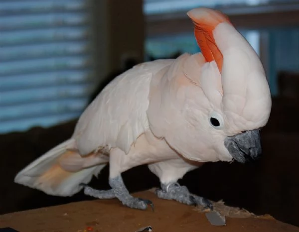 Pappagalli Cacatua Alba