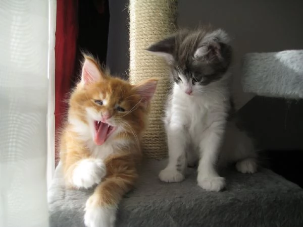 Maine coon cuccioli nati in casa | Foto 0