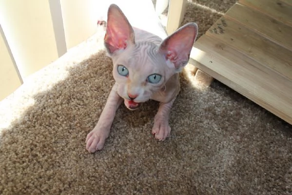 Bellissimi Gattini Sphynx