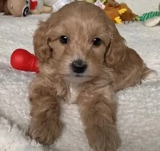 Cucciolo di Maltipoo | Foto 0