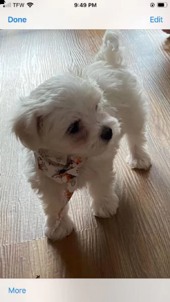 due cuccioli di maltese bianchi | Foto 0