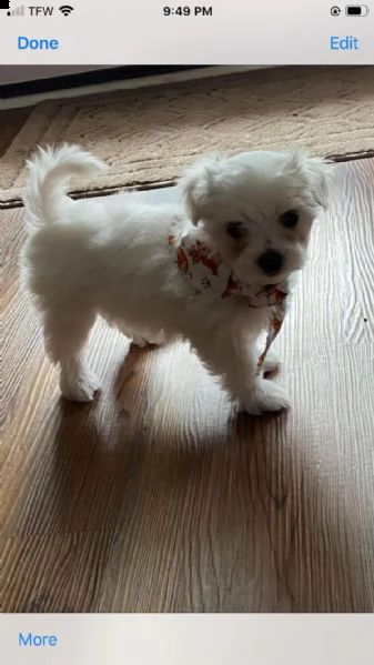 due cuccioli di maltese bianchi