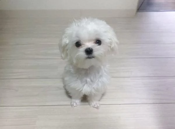 cuccioli di maltese!!!