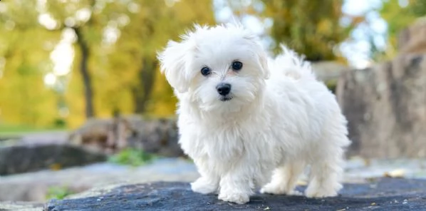  regalo di cuccioli maltesi molto piccoli