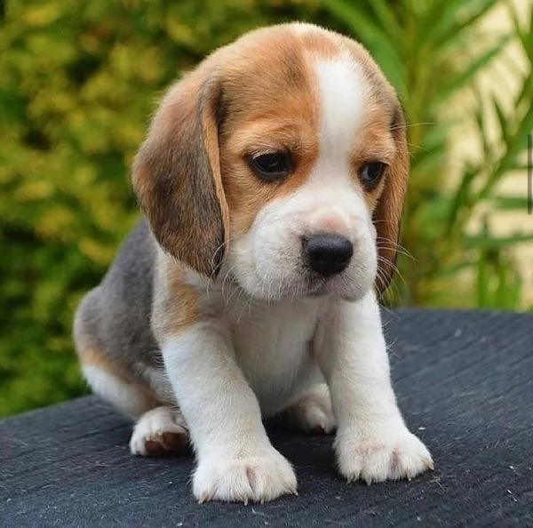 cuccioli di beagle con documenti | Foto 3