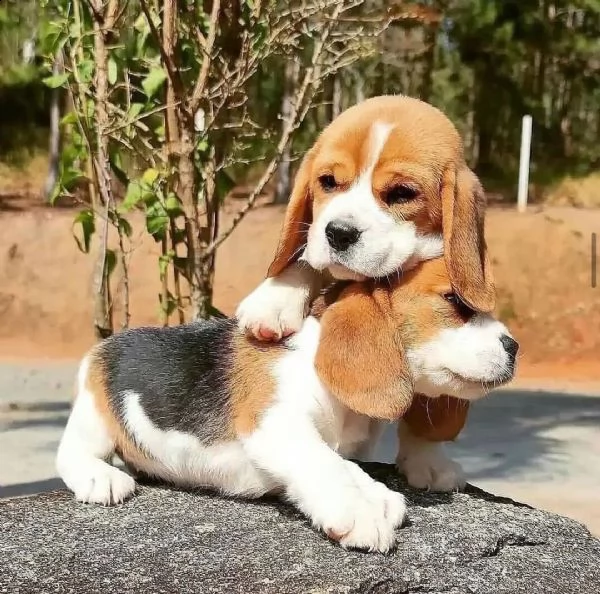 cuccioli di beagle con documenti | Foto 1