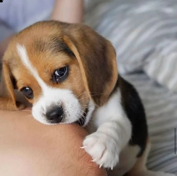 cuccioli di beagle con documenti | Foto 0