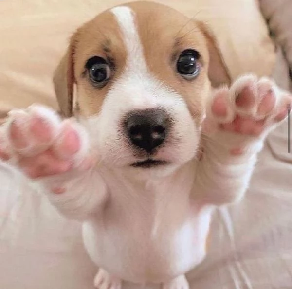 cuccioli di beagle con documenti