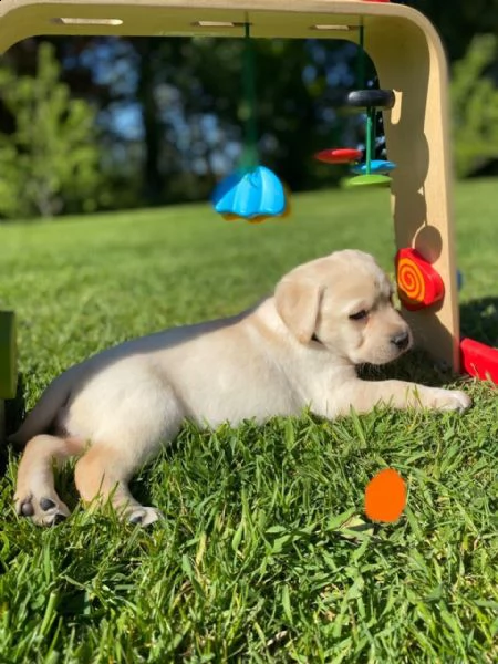 bellissimi cuccioli di labrador