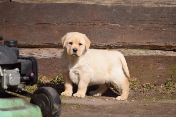 bellissimi cuccioli di labrador | Foto 6