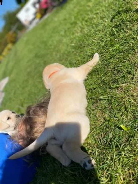 bellissimi cuccioli di labrador | Foto 3