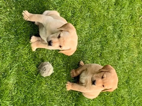 bellissimi cuccioli di labrador | Foto 2